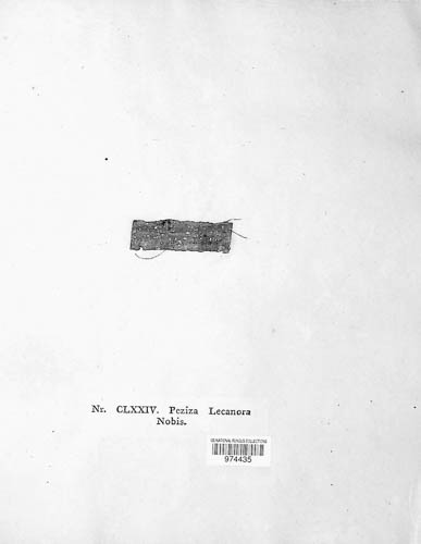 Propolis lecanora image